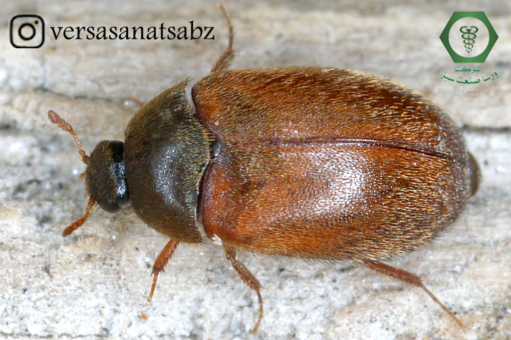 سوسک فرش قهوه ای چیست و برای از بین بردنش باید چیکار کنیم؟+عکس